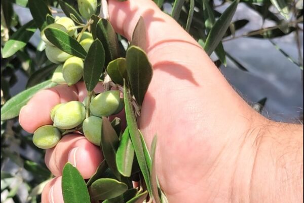 Casa do Ibraoliva na Expointer 2025 - feira agropecuária em Esteio vai reforçar a relação direta entre produtores e consumidores de azeites extravirgens