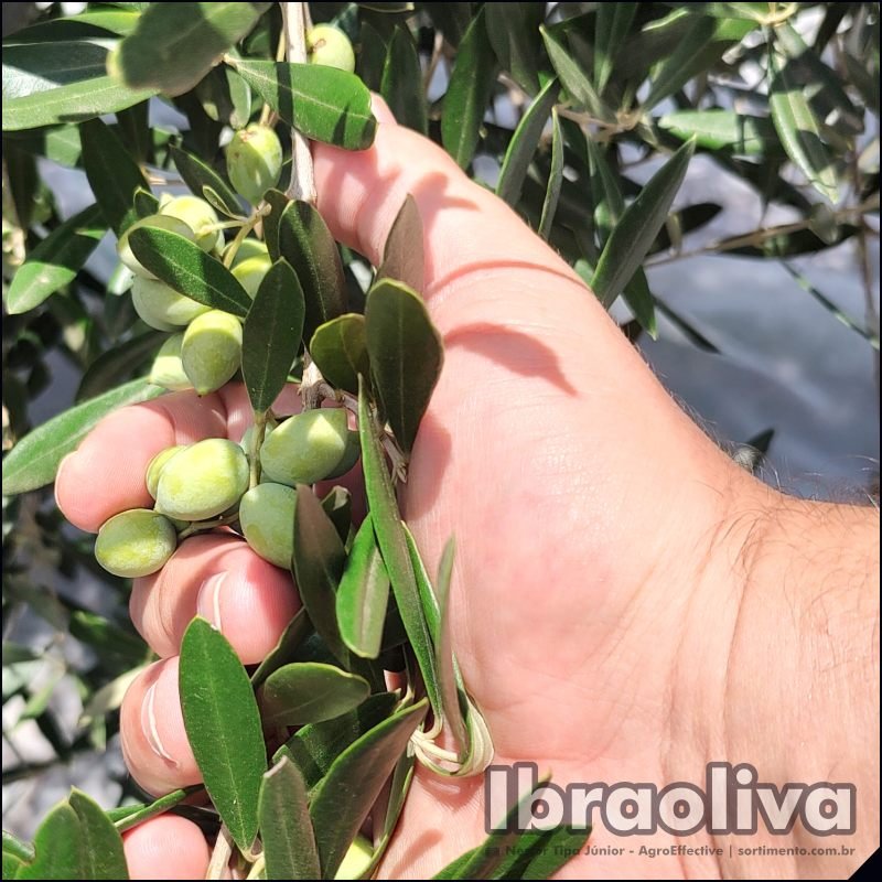 Casa do Ibraoliva na Expointer 2025 - feira agropecuária em Esteio vai reforçar a relação direta entre produtores e consumidores de azeites extravirgens