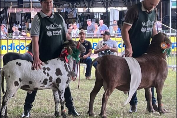 Expointer 2026 : Arco abre inscrições que terá exigência de DNA para ovinos expostos